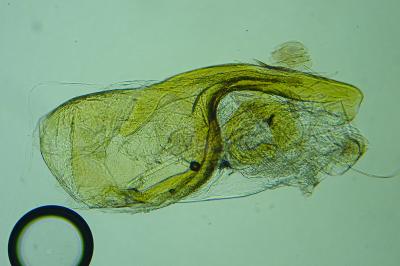 Filatima spurcella