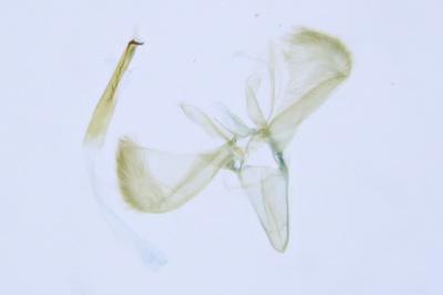 Caloptilia falconipennella