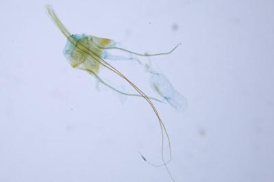 Triaxomera parasitella