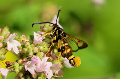 Synanthedon vespiformis