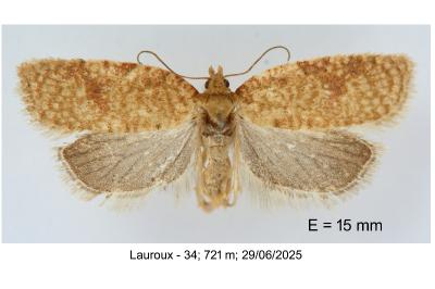 Acleris quercinana
