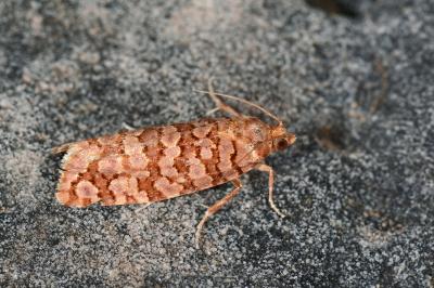 Lozotaeniodes formosana