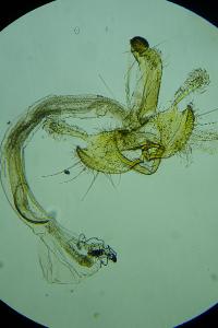 Coleophora congeriella