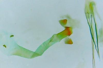 Sorhagenia rhamniella