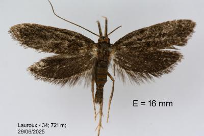 Aplota palpella
