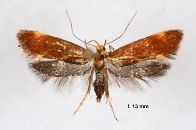 Metalampra italica