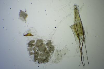 Argyresthia submontana