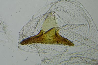 Argyresthia submontana