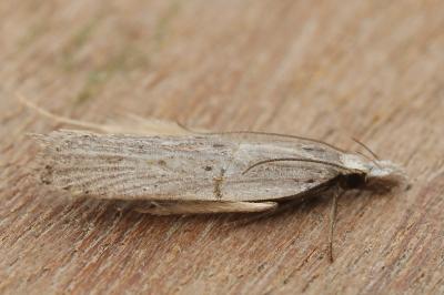 Dichomeris limbipunctella