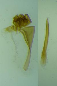 Digitivalva granitella