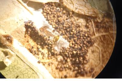 Phyllonorycter messaniella