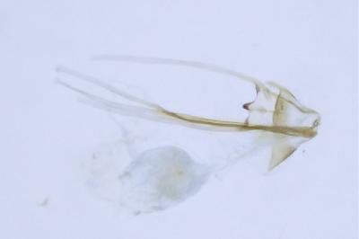 Antispila metallella