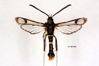 Synanthedon andrenaeformis
