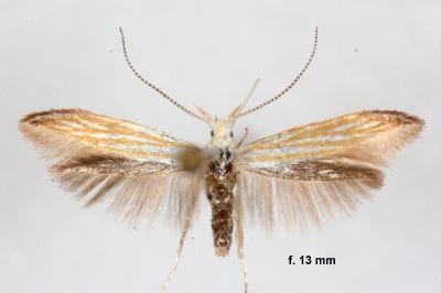 Coleophora currucipennella