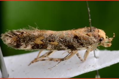 Aristotelia decoratella