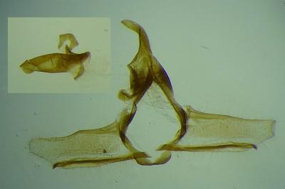 Cnephasia alticolana