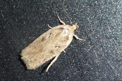 Agonopterix scopariella