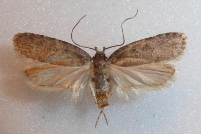 Agonopterix heracliana