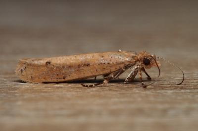 Ypsolopha ustella
