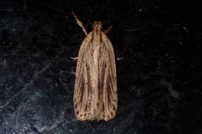 Agonopterix umbellana