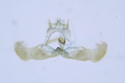 Epinotia nanana