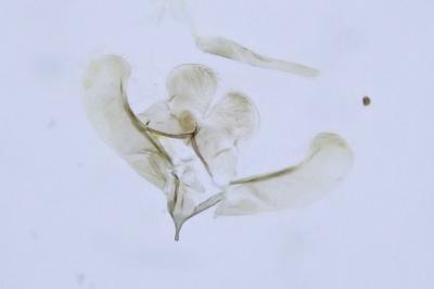 Elachista subnigrella