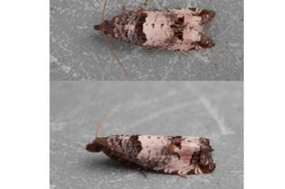 Notocelia incarnatana