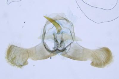 Dichrorampha plumbana