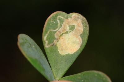 Trifurcula ortneri