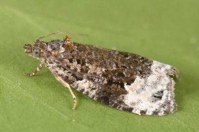 Apotomis capreana