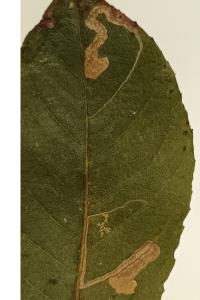 Stigmella salicis