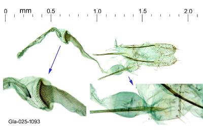 Pragmatodes melagonella