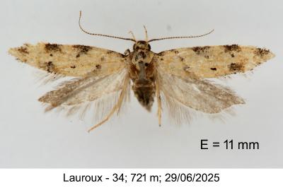 Pseudotelphusa occidentella