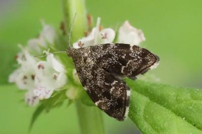 Anthophila fabriciana