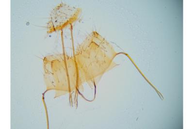 Exaeretia lutosella