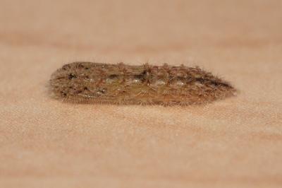 Emmelina monodactyla