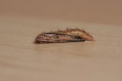 Emmelina monodactyla