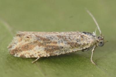 Thiodia citrana