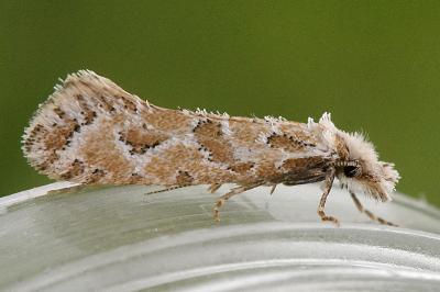 Ateliotum hungaricellum