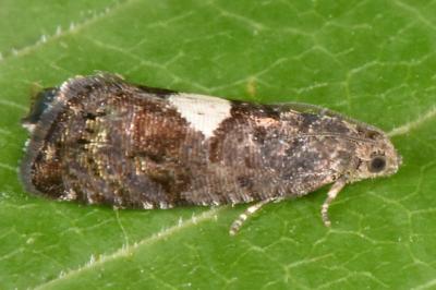 Pammene spiniana