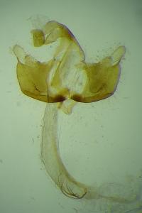 Coleophora dignella