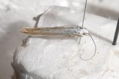 Coleophora bilineatella