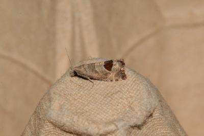 Notocelia uddmanniana