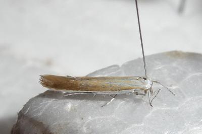 Coleophora bilineatella