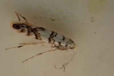 Phyllonorycter joannisi