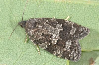 Cnephasia ecullyana