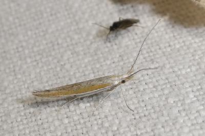 Coleophora semicinerea