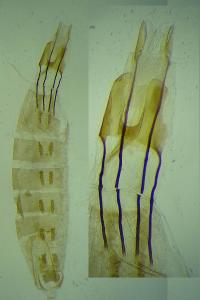 Coleophora semicinerea
