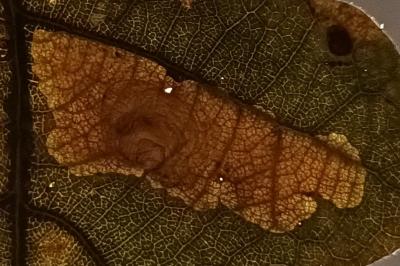 Tischeria dodonaea