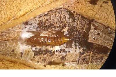 Phyllonorycter tenerella